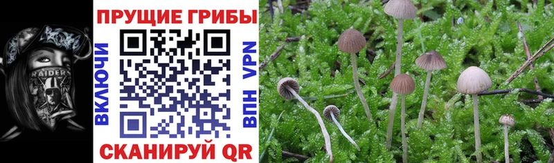 Галлюциногенные грибы Cubensis Ахтубинск